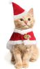 Red Santa Hat & Cloak Costume for Small Dogs