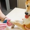 Cordless Quiet Dog Nail Grinder