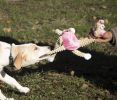 Jute and Rope Giraffe-Pig Chew Toy