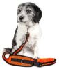 Echelon Hands-Free Convertible Leash & Belt