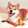 Duck & Carrot Rope Tug Toy