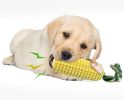 Tough Chew Toy for Aggressive Chewers in Yellow