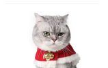 Red Santa Hat & Cloak Costume for Small Dogs