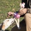 Jute and Rope Giraffe-Pig Chew Toy
