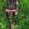 Heavy-Duty Bite Stick – Training & Tug Toy