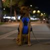 Rechargeable LED Light-Up No-Pull Harness
