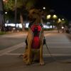 Rechargeable LED Light-Up No-Pull Harness