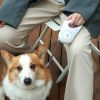 Retractable LED Leash for Nighttime Adventures