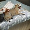 Cozy Paw-Print Fleece Blankets, Set of 3