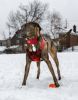 Geo-prene Padded Reflective Leash & Collar Set