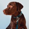 Escapade 2-in-1 Convertible Leash & Collar
