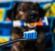 4-Piece Dog Dental Care Bundle