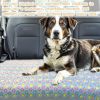 Cozy Paw-Print Fleece Blankets, Set of 3