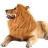 Lion Mane Wig Costume