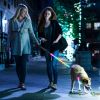 LED Light-Up Safety Collar, 9 Colors