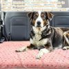 Cozy Paw-Print Fleece Blankets, Set of 3