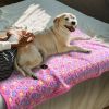Cozy Paw-Print Fleece Blankets, Set of 3