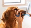 BrushMate Dual-Ended Dog Toothbrush (6-Pack)