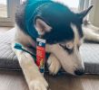 Dual-Head Dog Toothbrush & Chew Block Combo