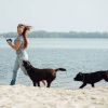 Wireless Dog Fence & Waterproof Training Collar System