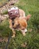 'Mooltese' Harness Backpack with Playful Cow Design