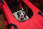 Folding 360 Vista View Soft Dog Crate