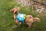'Waggler Hobbler' Penguin Harness Backpack