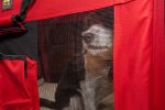 Folding 360 Vista View Soft Dog Crate