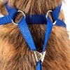 Candy Stripe Bowtie Harness & Leash Set