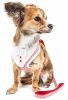 Candy Stripe Bowtie Harness & Leash Set