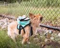 'Dumbone' Elephant Harness Backpack
