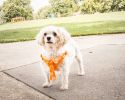 Bonatied Reversible Mesh Dog Harness with Neck Tie
