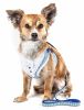 Candy Stripe Bowtie Harness & Leash Set