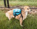 'Waggler Hobbler' Penguin Harness Backpack