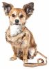 Faux-Fur Collar Harness & Leash Set