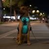 Rechargeable LED Light-Up No-Pull Harness
