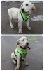 Reflective Adjustable Dog Harness