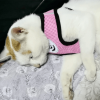 Reflective Adjustable Dog Harness