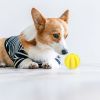 Squeaky Fetch Ball
