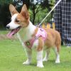 No-Pull Reflective Harness & Leash Set