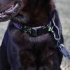 Graffiti Splash Waterproof Collar & Leash Set