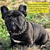 Studded Leather Dog Collar with Bonus Squeak Ball