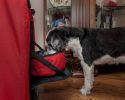 Folding 360 Vista View Soft Dog Crate