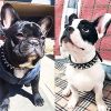 Studded Leather Dog Collar with Bonus Squeak Ball