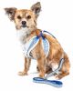 Candy Stripe Bowtie Harness & Leash Set