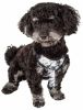 Bonatied Reversible Mesh Dog Harness with Neck Tie