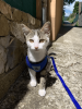 Reflective Adjustable Dog Harness