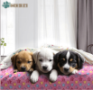 Cozy Paw-Print Fleece Blankets, Set of 3