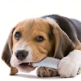 Crunchy Cucumber Chew Toy (Color: Blue)
